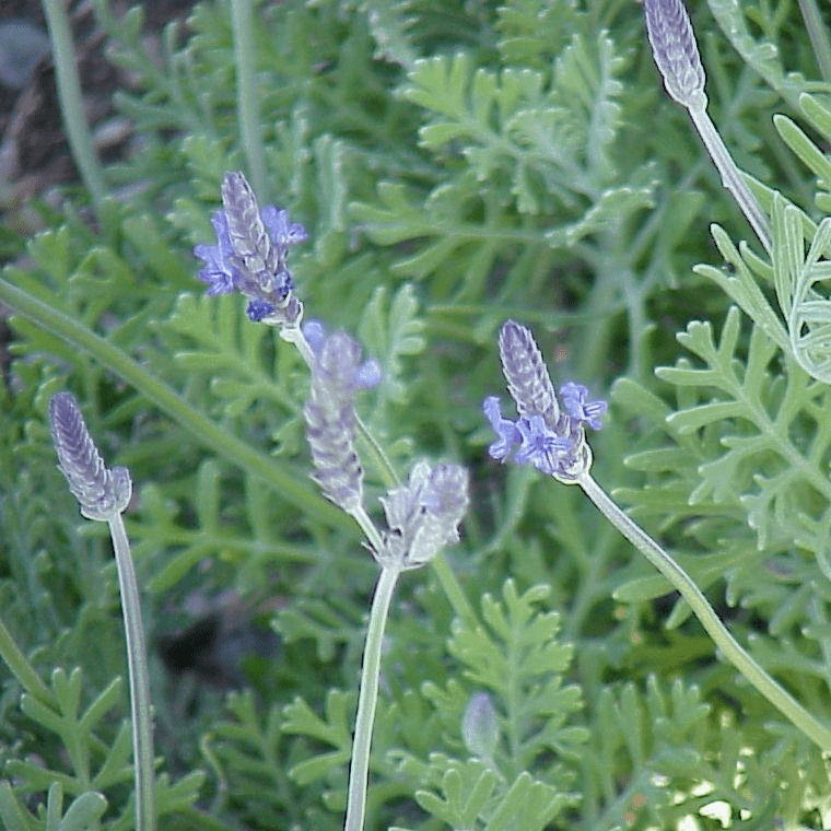 Des images de diff�rentes plantes